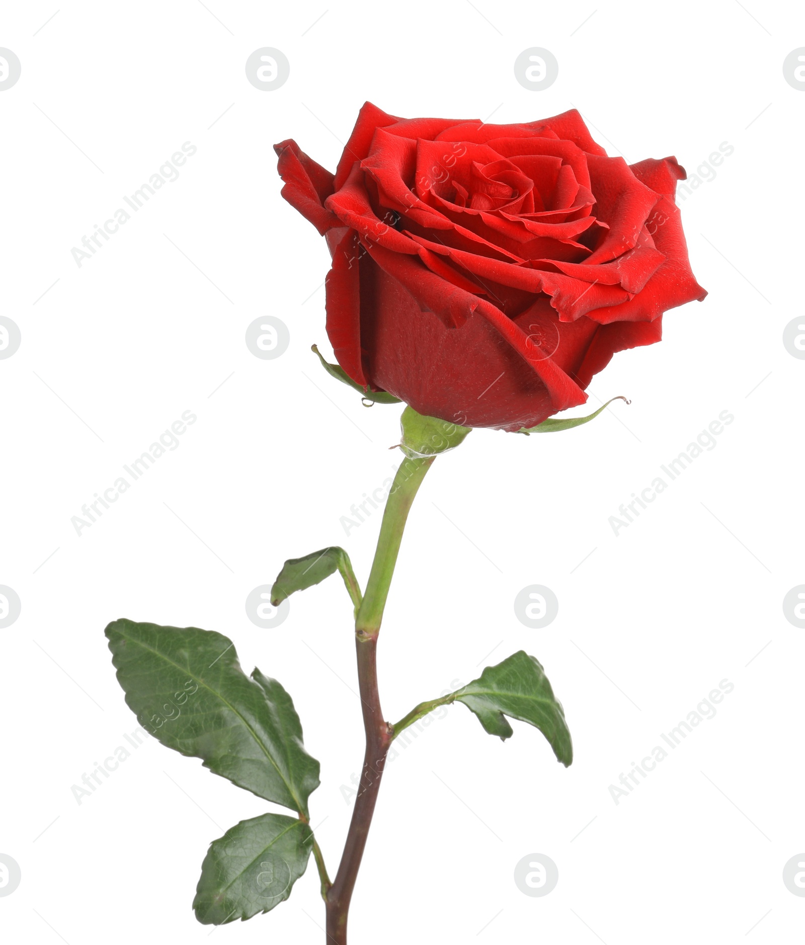 Photo of Beautiful fresh red rose isolated on white