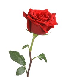 Photo of Beautiful fresh red rose isolated on white