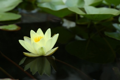 Photo of Beautiful blooming white lotus flower in pond