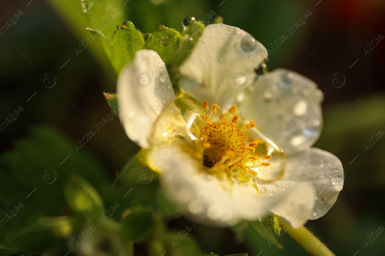 Photo of Closeup view of strawberry blossom with water drops on blurred background