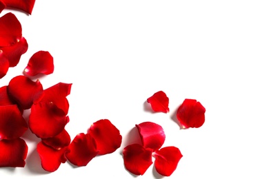 Red rose petals on white background, top view