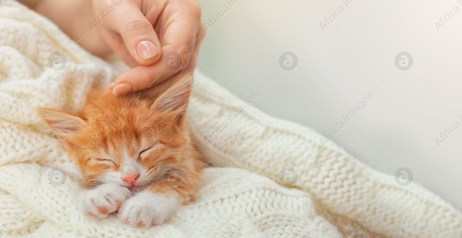 Image of Young woman stroking sleeping pet on white knitted blanket, space for text. Banner design