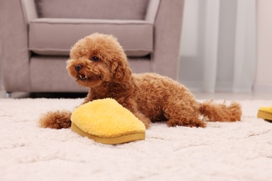 Cute Maltipoo dog near yellow slipper at home. Lovely pet