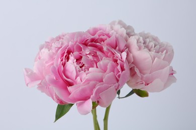 Photo of Beautiful pink peony flowers on white background