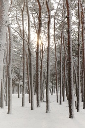 Photo of Picturesque view of beautiful forest covered with snow