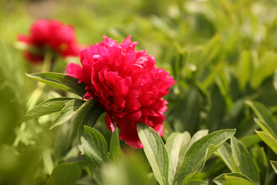 Beautiful red peony outdoors on spring day, closeup