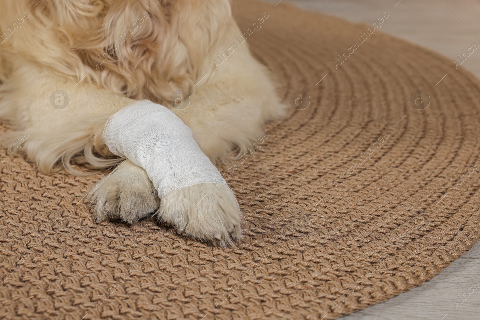 Photo of Cute golden retriever with bandage on paw at home, closeup. Space for text