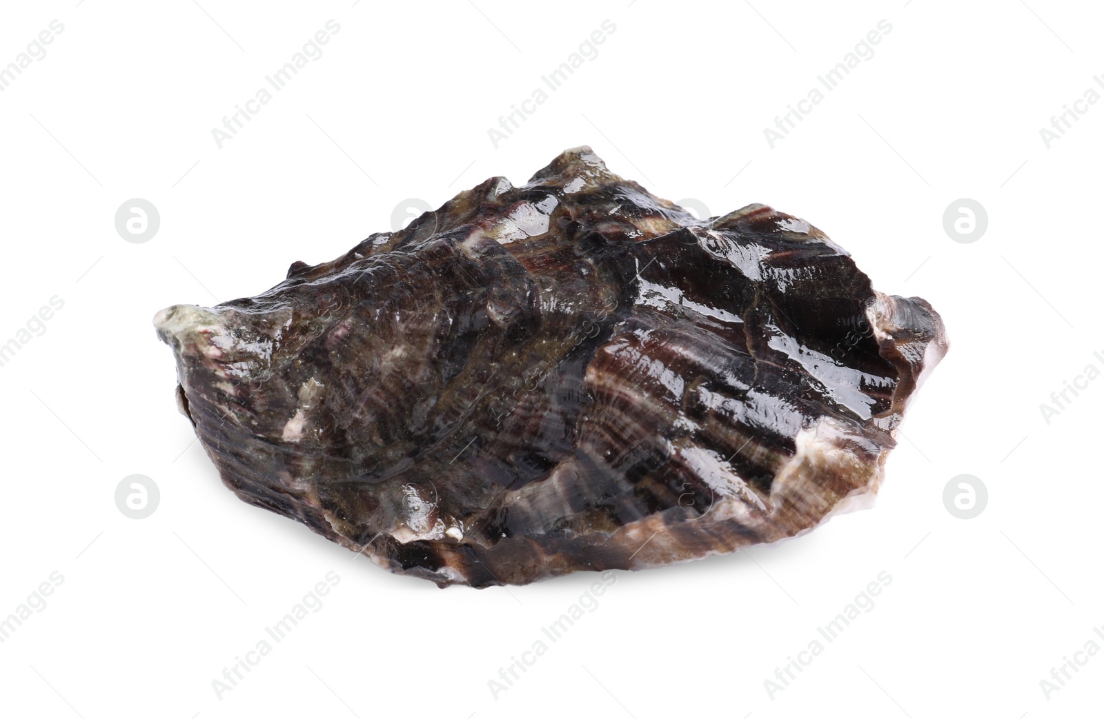 Photo of Fresh raw closed oyster isolated on white