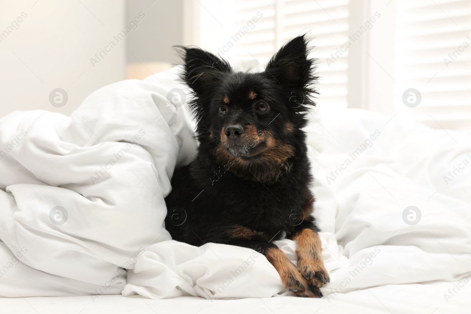 Photo of Adorable dog covered with blanket at home