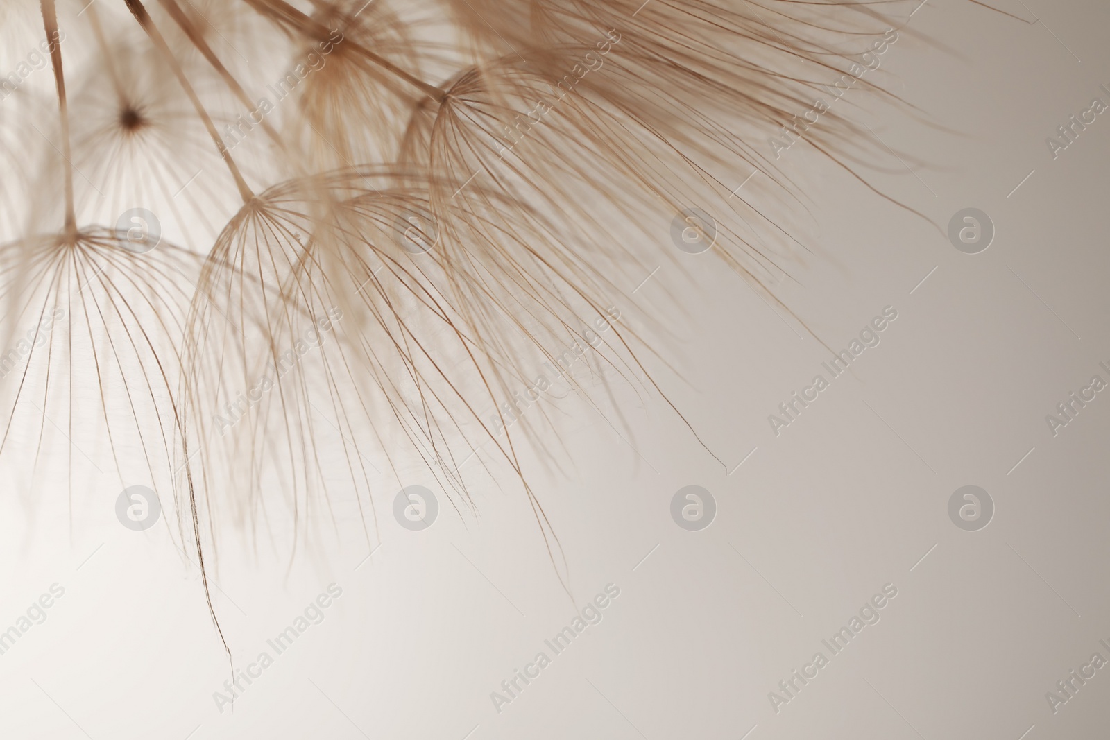 Photo of Beautiful fluffy dandelion flower on beige background, closeup. Space for text