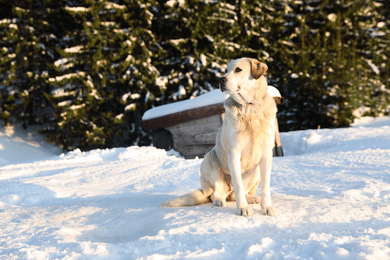 Photo of Cute dog outdoors on snowy winter day. Funny pet