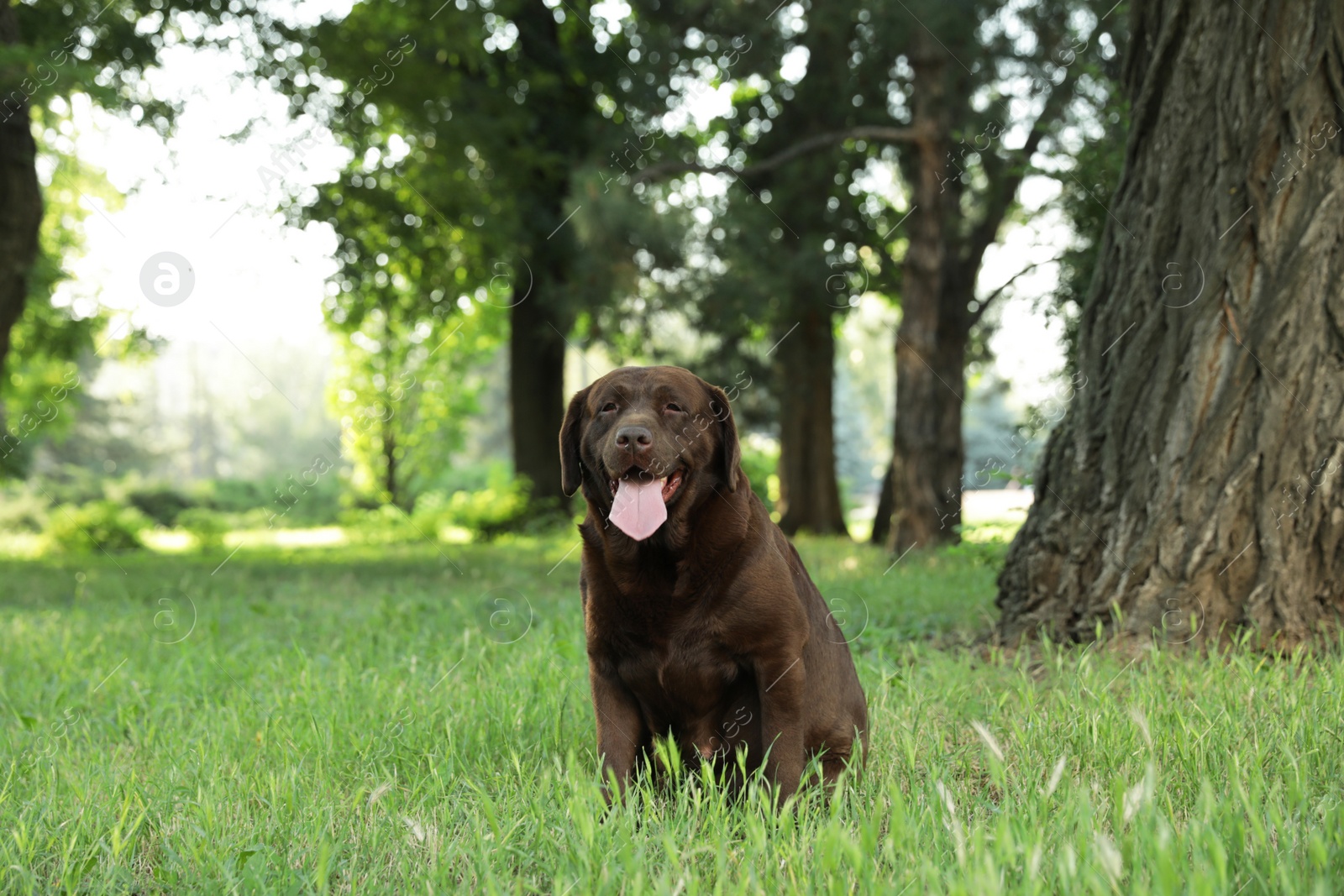 Photo of Cute Chocolate Labrador Retriever on green grass in summer park