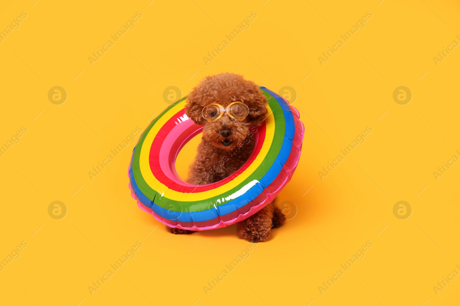 Photo of Cute Maltipoo dog with inflatable ring and swimming goggles on orange background