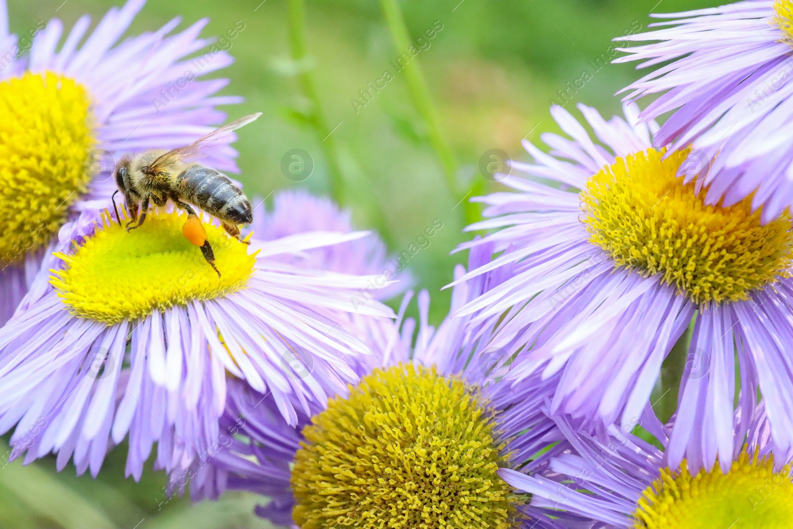 Photo of Honeybee collecting nectar from beautiful flower outdoors, closeup