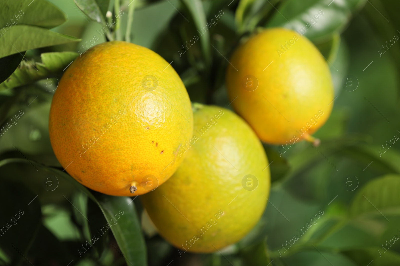 Photo of Closeup view of lemon tree with ripe fruits outdoors