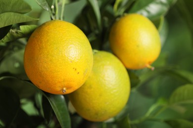 Photo of Closeup view of lemon tree with ripe fruits outdoors