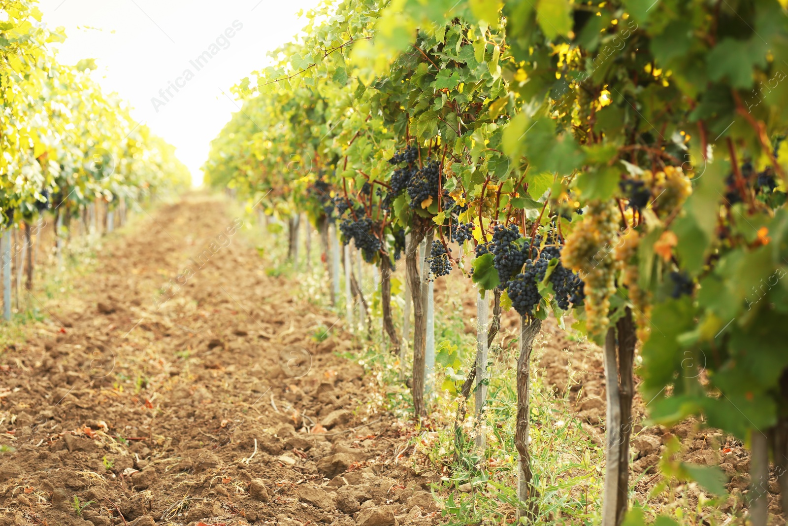 Photo of View of vineyard rows with fresh ripe juicy grapes on sunny day