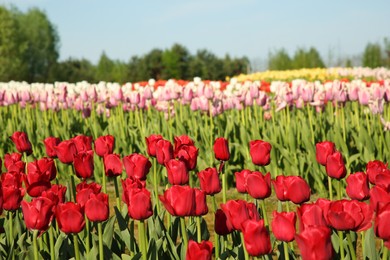 Photo of Beautiful colorful tulip flowers growing in field on sunny day