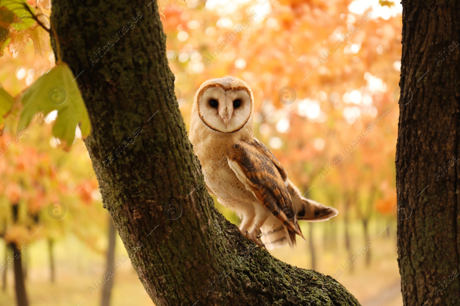 Photo of Beautiful common barn owl on tree outdoors