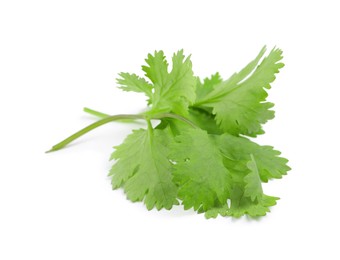 Fresh green coriander leaves on white background