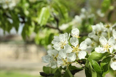 Beautiful blossoming pear tree outdoors on sunny day, closeup. Space for text