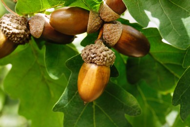 Oak branch with acorns and leaves outdoors, closeup