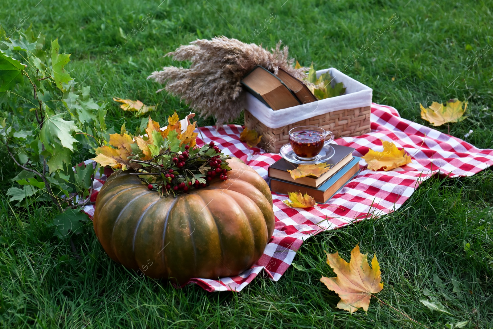 Photo of Books, cup of tea and pumpkin on plaid outdoors. Autumn atmosphere