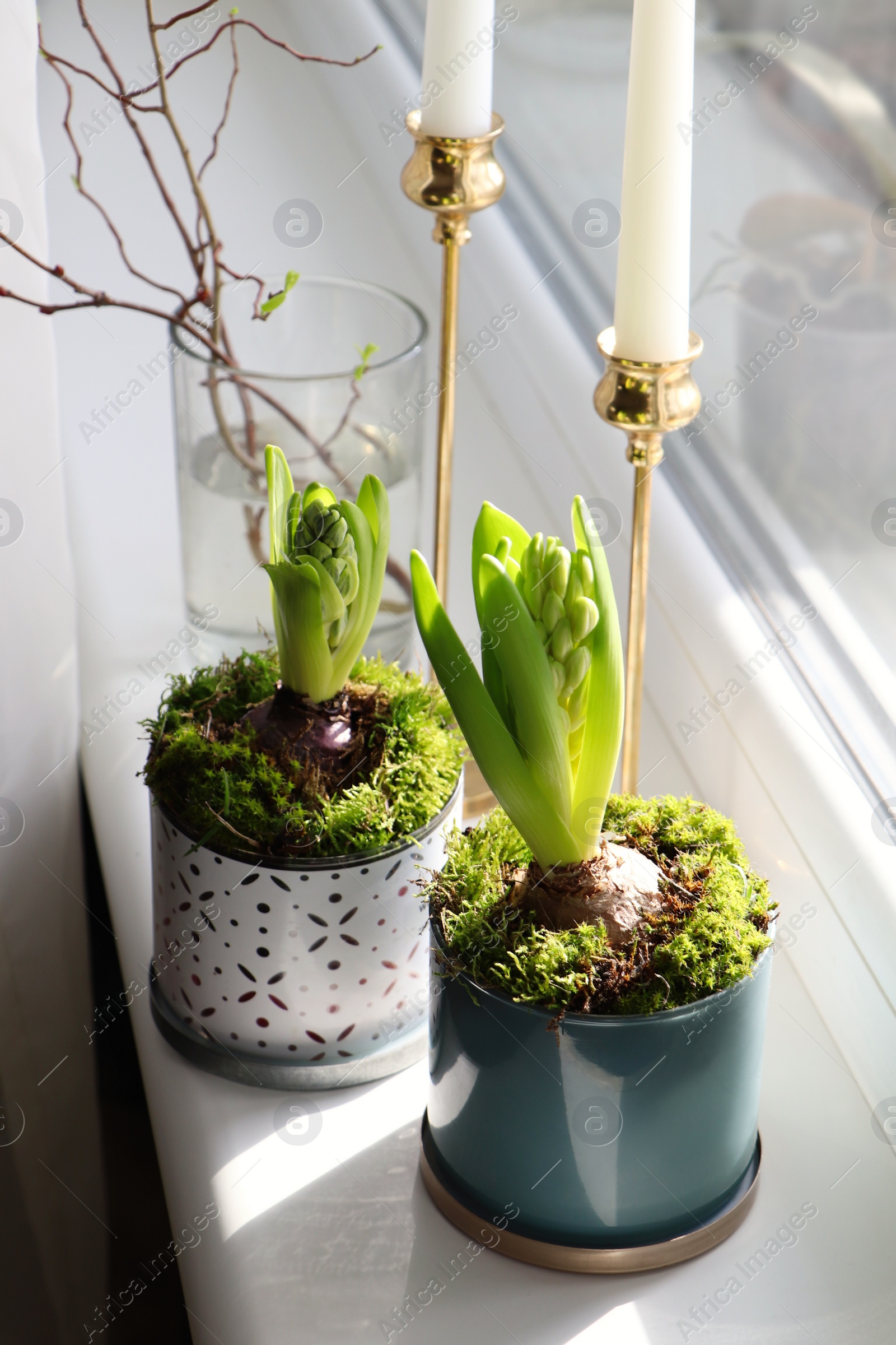 Photo of Potted hyacinths on window sill indoors. First spring flowers