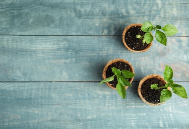 Vegetable seedlings in peat pots on blue wooden table, flat lay. Space for text