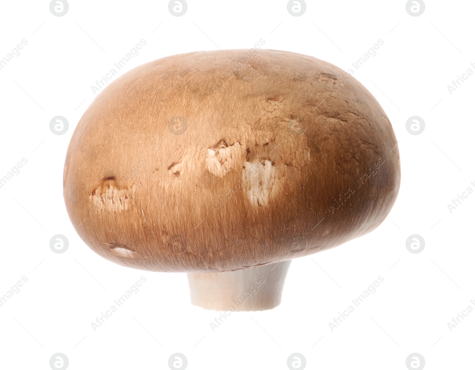 Photo of Fresh champignon mushroom isolated on white. Healthy food