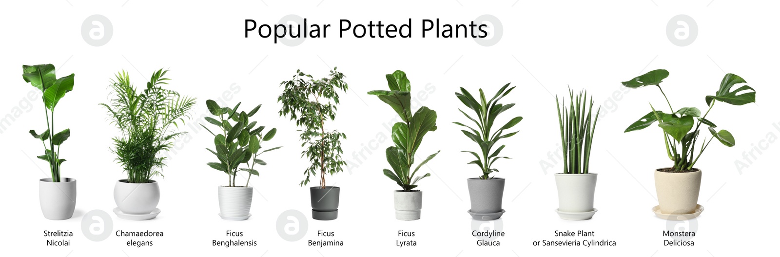 Image of Set of many different popular potted plants with names on white background