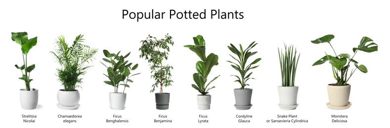 Set of many different popular potted plants with names on white background