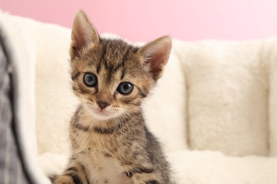 Photo of Cute fluffy kitten on pet bed against pink background, space for text. Baby animal