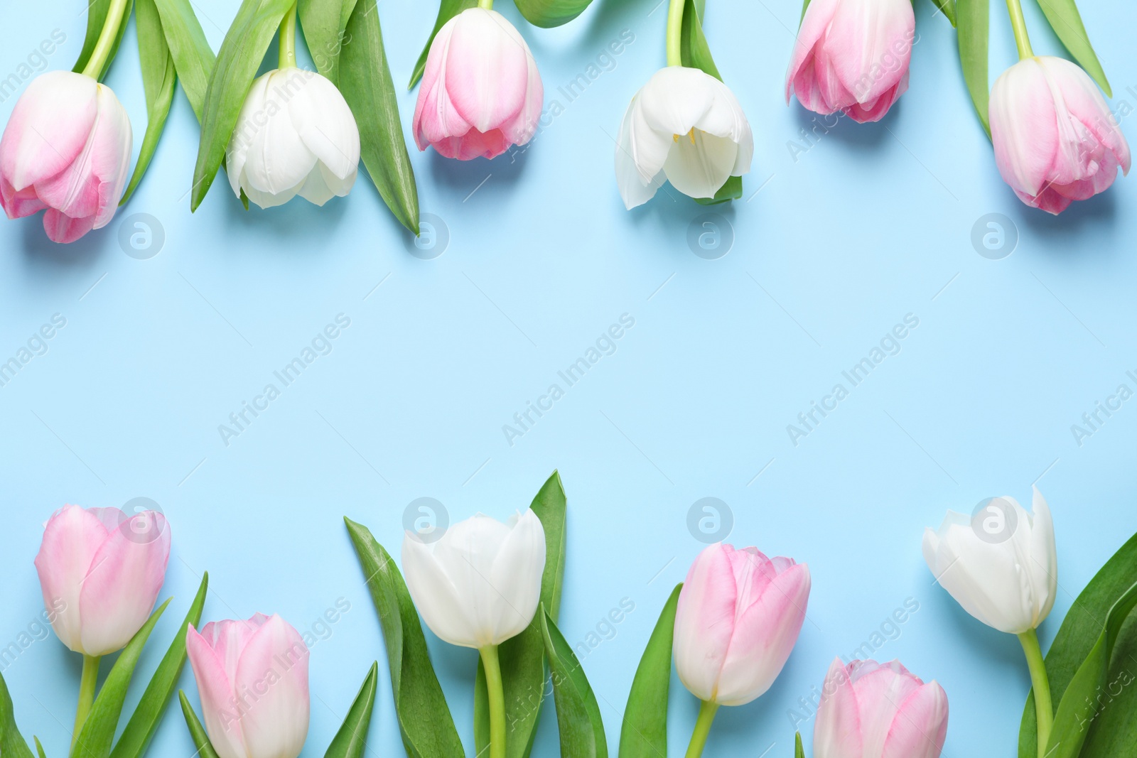 Photo of Beautiful pink spring tulips on light blue background, flat lay. Space for text