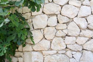 Photo of Beautiful green plant near old stone wall, closeup