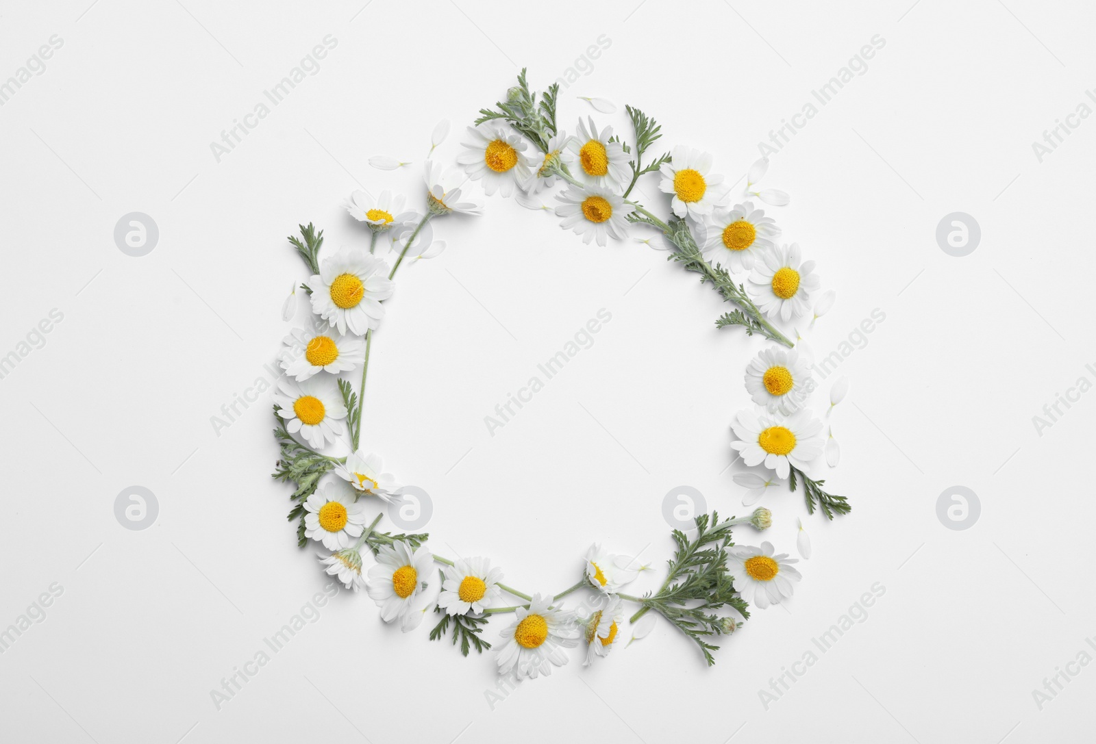 Photo of Frame made with fresh chamomiles on white background. Space for text