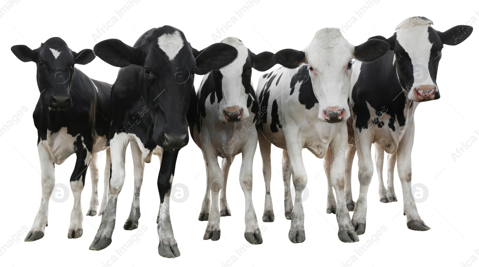 Image of Cute cows on white background, banner design. Animal husbandry