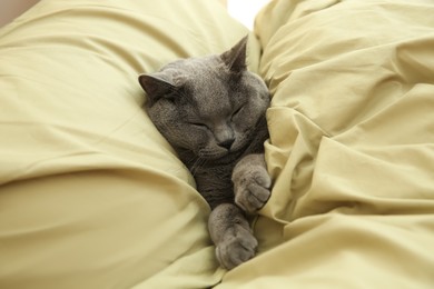 Photo of Adorable grey British Shorthair cat sleeping in bed, above view