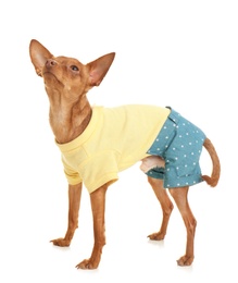 Photo of Cute toy terrier in funny clothes isolated on white. Domestic dog