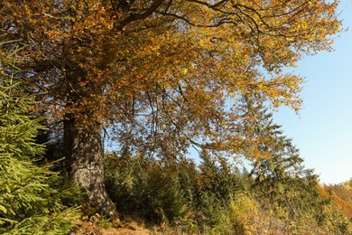 Beautiful tree with bright golden leaves in autumn