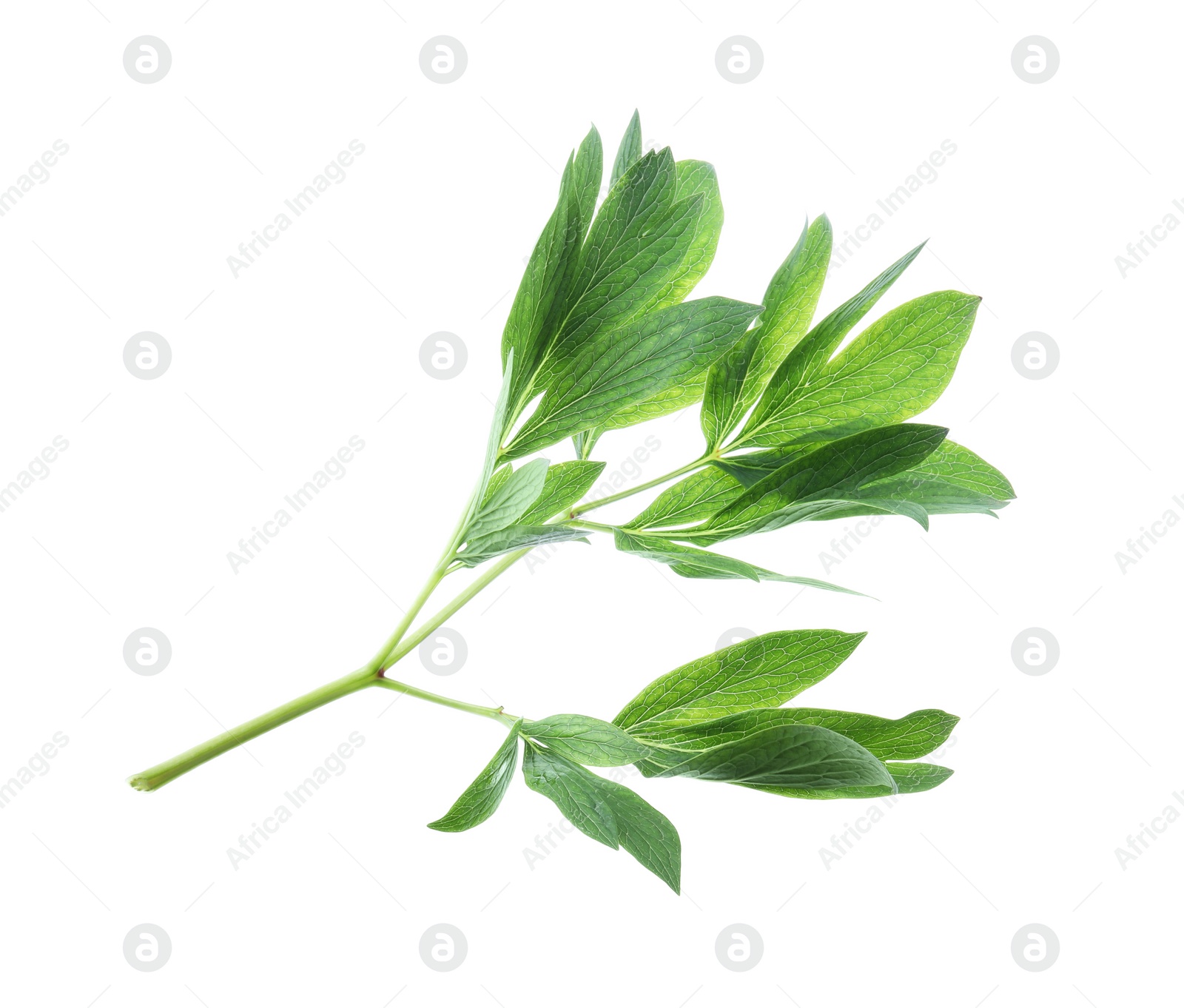 Photo of Fresh leaves of peony plant isolated on white