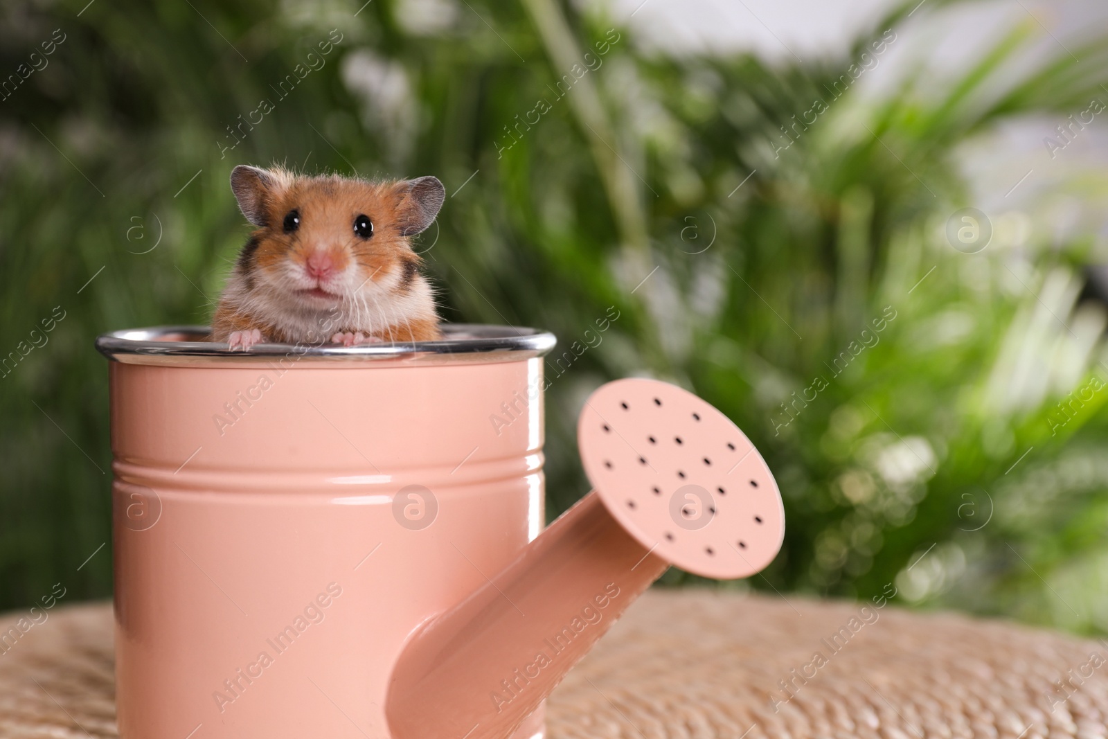 Photo of Cute little hamster looking out of pink watering can on table. Space for text