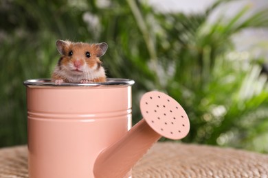 Cute little hamster looking out of pink watering can on table. Space for text