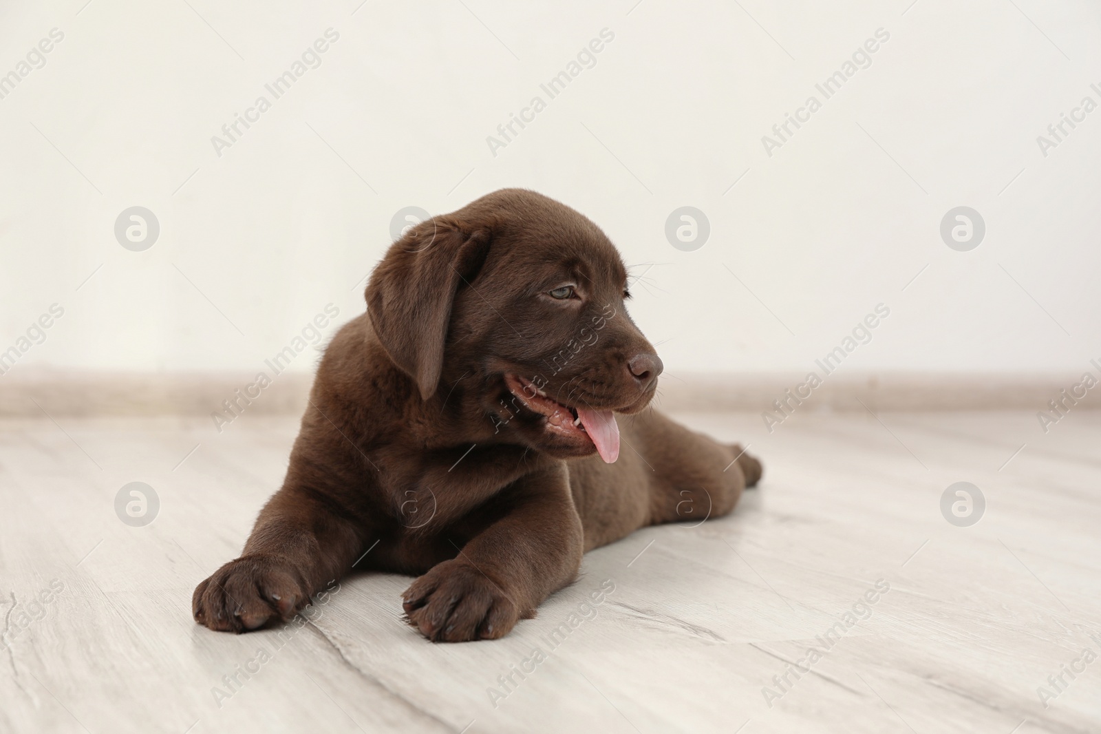 Photo of Chocolate Labrador Retriever puppy on floor indoors