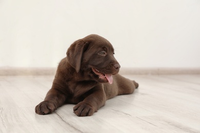 Chocolate Labrador Retriever puppy on floor indoors