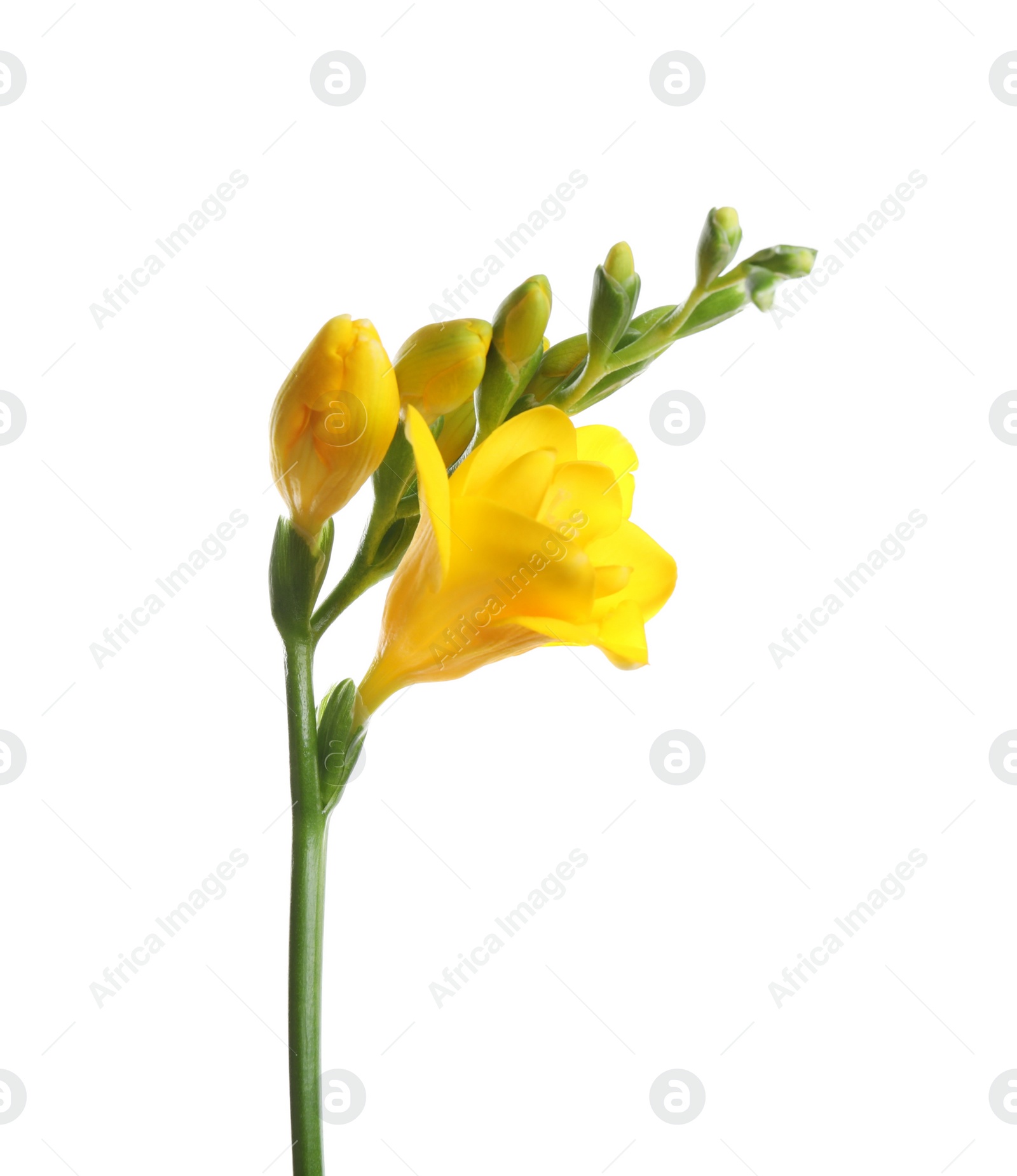 Photo of Beautiful yellow freesia flower isolated on white