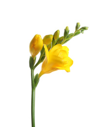 Beautiful yellow freesia flower isolated on white