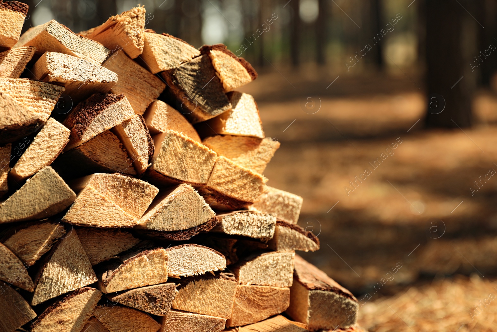 Photo of Stack of cut firewood in forest on sunny day, closeup