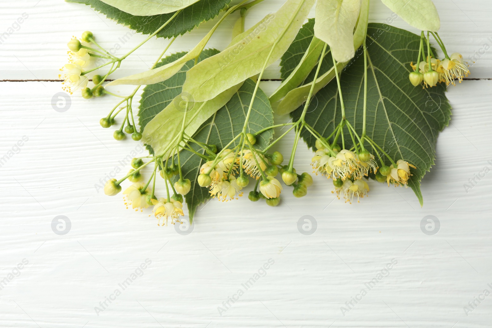 Photo of Fresh linden leaves and flowers on white wooden table, top view. Space for text