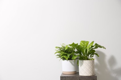 Photo of Beautiful ferns on grey table against white background, space for text
